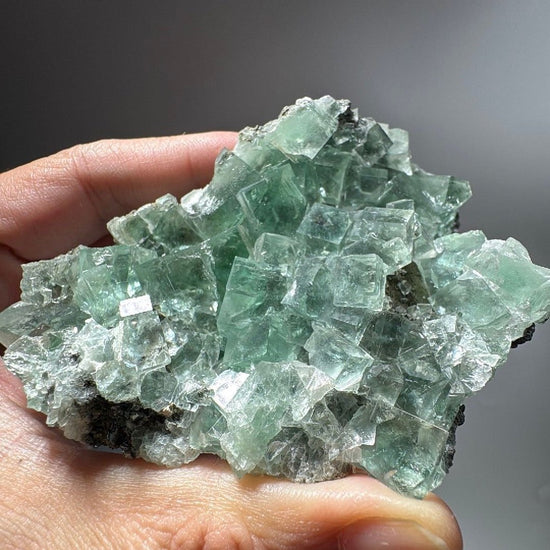 Large cluster of pale green cubic Fluorite crystals held in an open hand